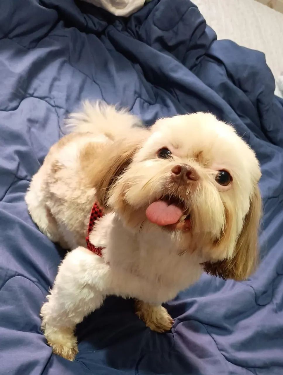Shih Tzu macho 