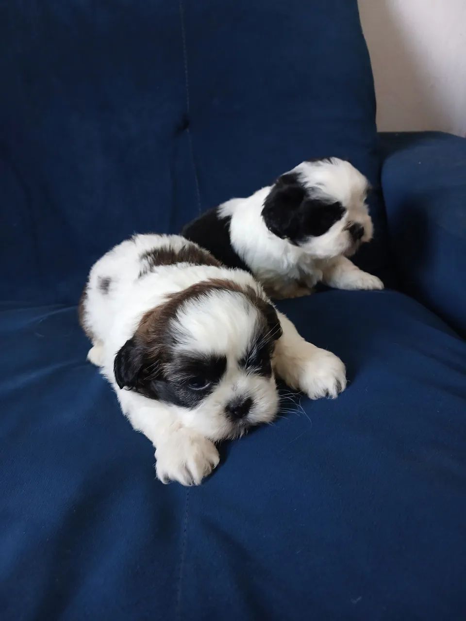 Fêmea Micro Shihtzu  - Foto 4
