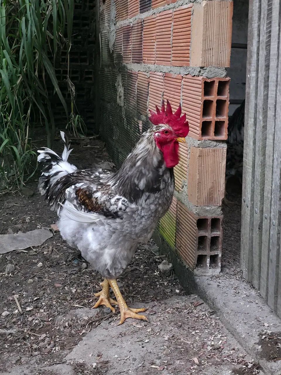 Frango GSB balão sertaneja - Foto 4