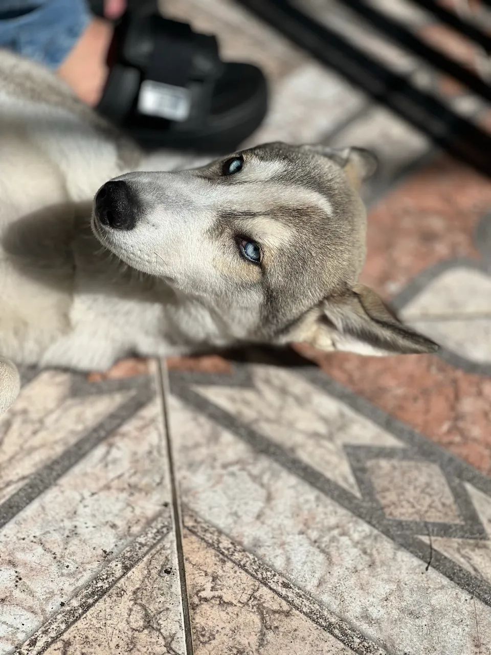 Husky Siberiano Filhote - Foto 2