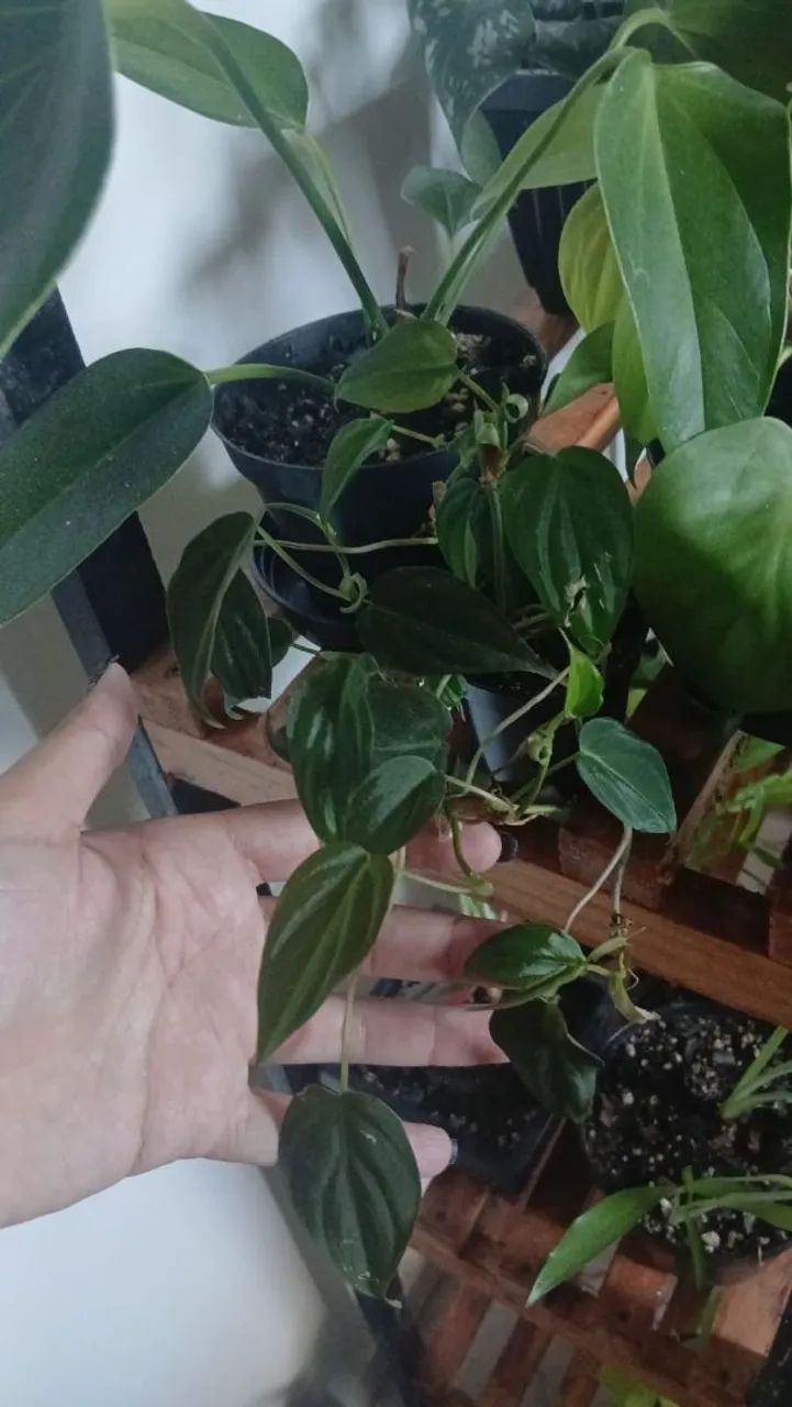 Plantas 