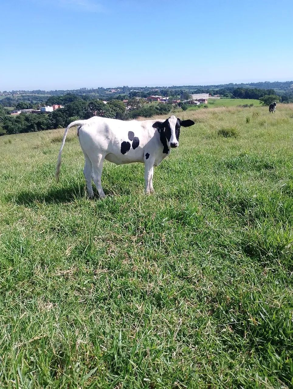 Novilhas  - Foto 2