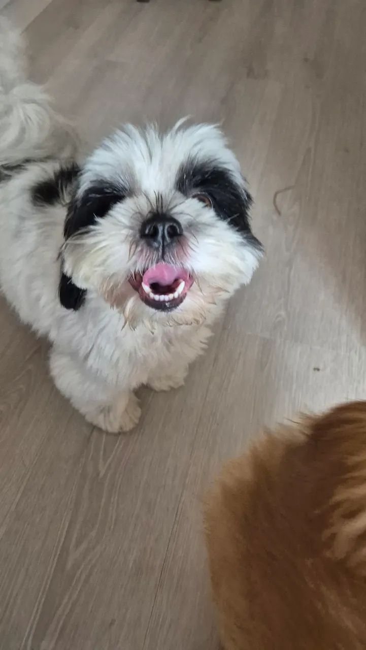 Doação de Shih Tzu (leia o anúncio!) - Foto 4