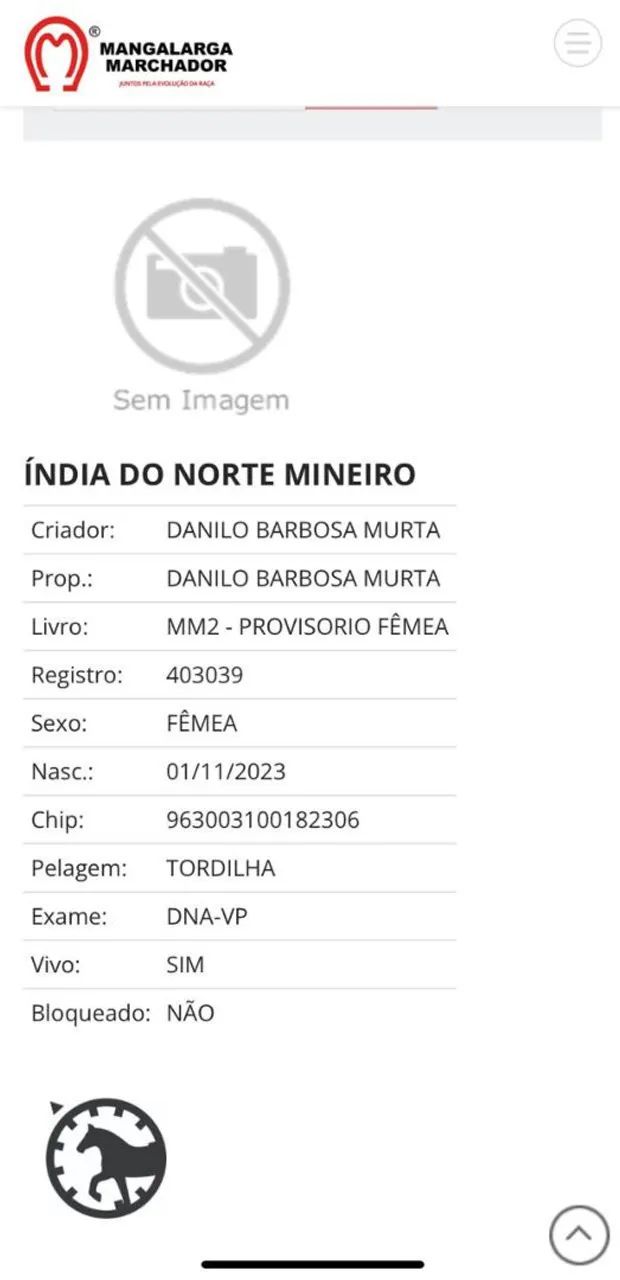 Vende-se uma potra  - Foto 5