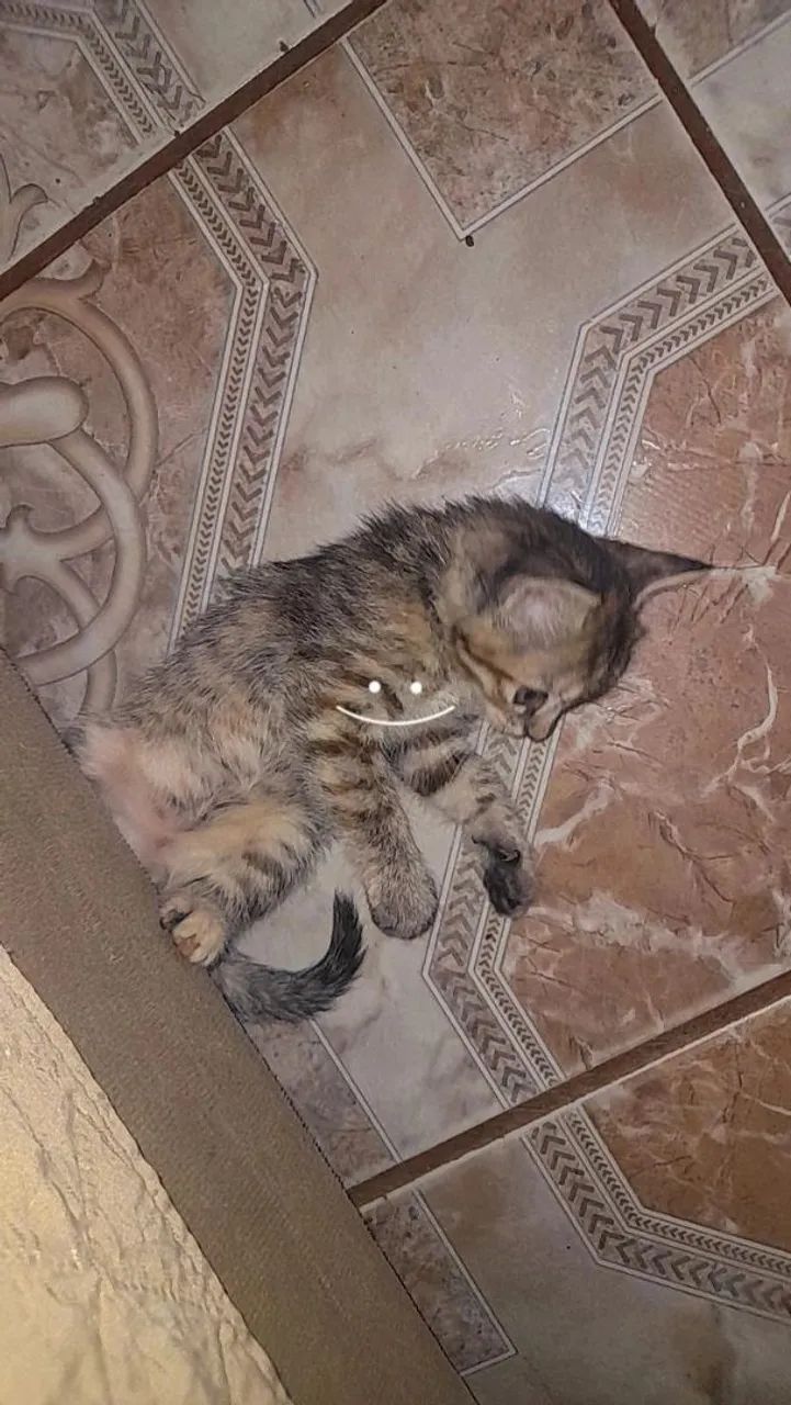 Procurando um lar - Foto 2