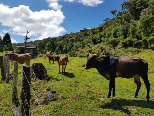 Urubici, sitio com varias cachoeiras/chácara em Urubici / fazenda em Urubici - Foto 15