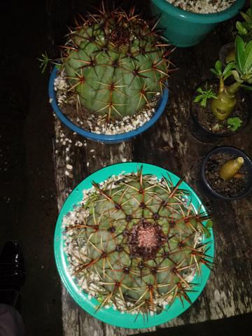 Cactos - Foto 4