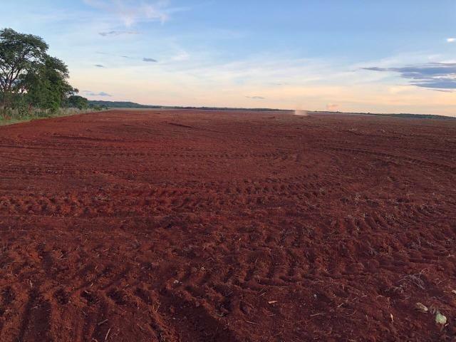 Fazenda Arrendamento PR 675 há de Soja.e.milho - Foto 2