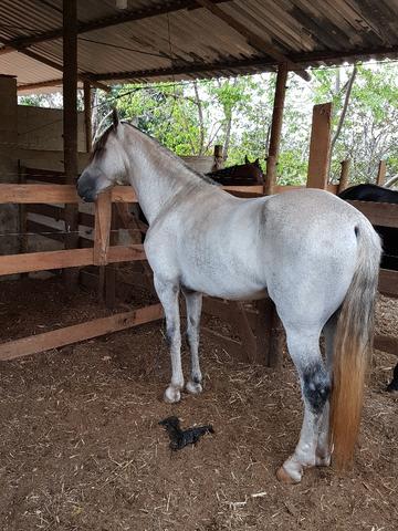 Cavalo mangalarga marchador muito premiado