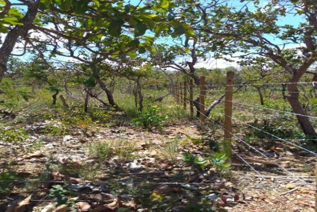 Serra d Cipó!!! Chacara de 1.000m² 100% plano * WhtsApp - Foto 4