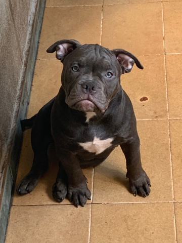 Última filhote American Bully Tri Blue Ghost Disponível (Valor Promocional) - Foto 2