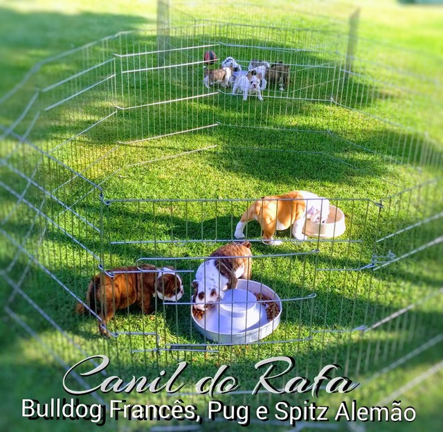 Bulldog Francês  - Foto 6