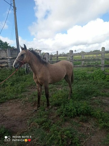 Lindo potro a venda 