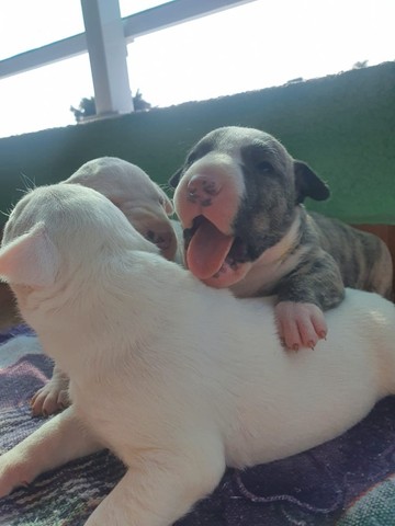 Sim filhotes de Bull terrier já disponíveis pra visitas e retirada - Foto 4