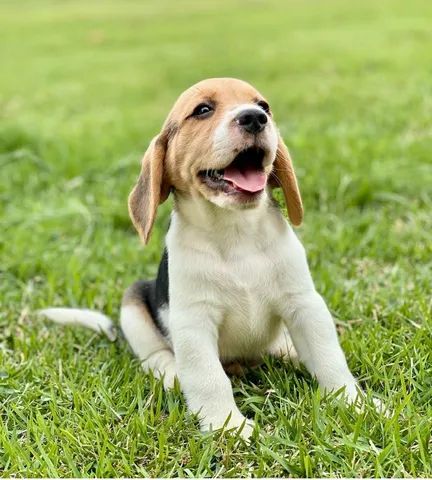 Excelente procedência de Filhotes Beagles com pedigree  - Foto 4