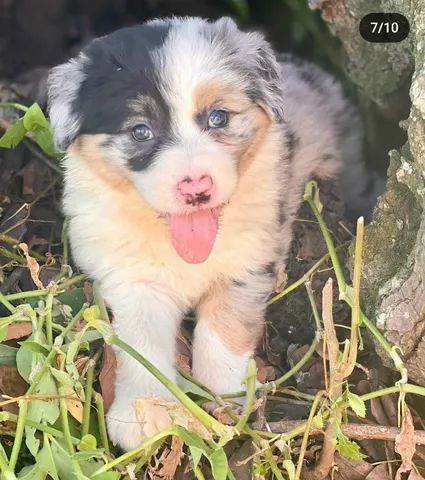  Filhotes da raça: Border Collie @canilcanaa - Foto 3