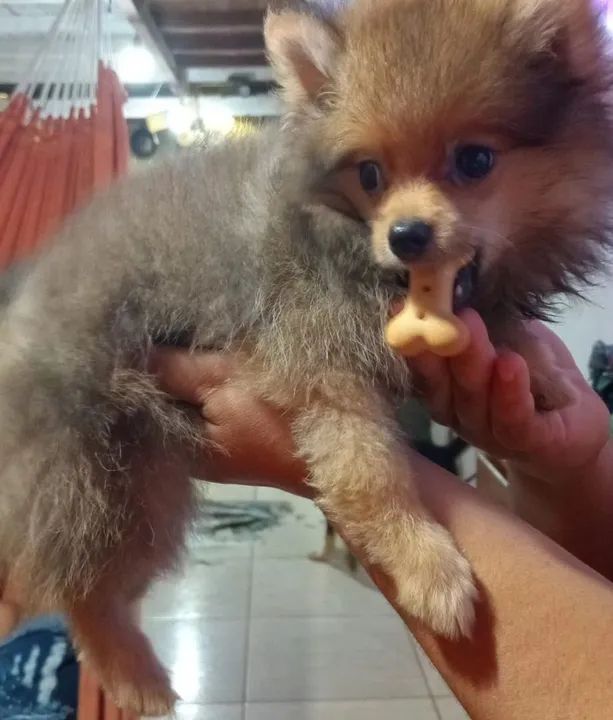 Filhote de Spitz Alemão - Foto 4