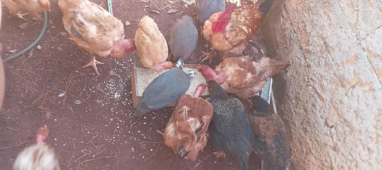 Chocadeira 1000 ovos - Foto 6