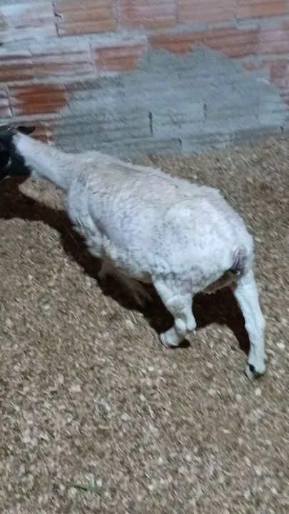 Vendo 4 ovelhas ..e mais um filhote femea
