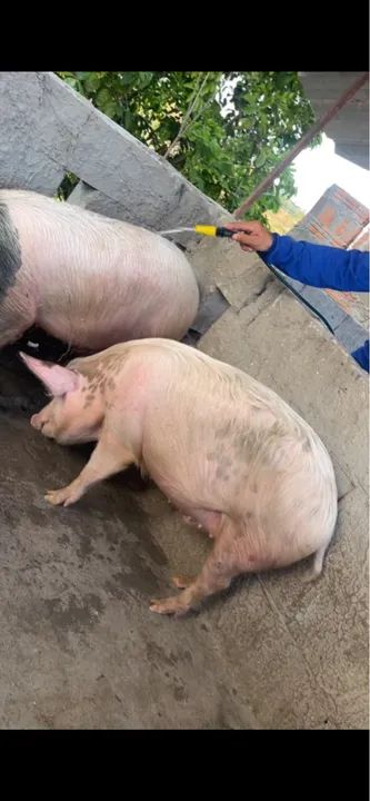 Venda de suíno  - Foto 4