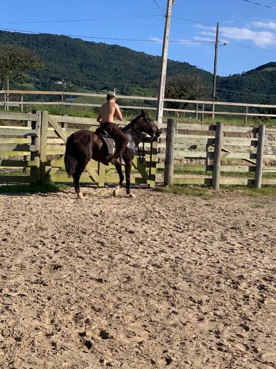 Cavalo quarto de milha  - Foto 3