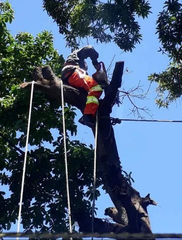 Poda de árvores  profissional ? - Foto 5