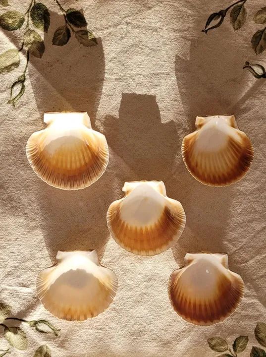 Conchas naturais  - Foto 2