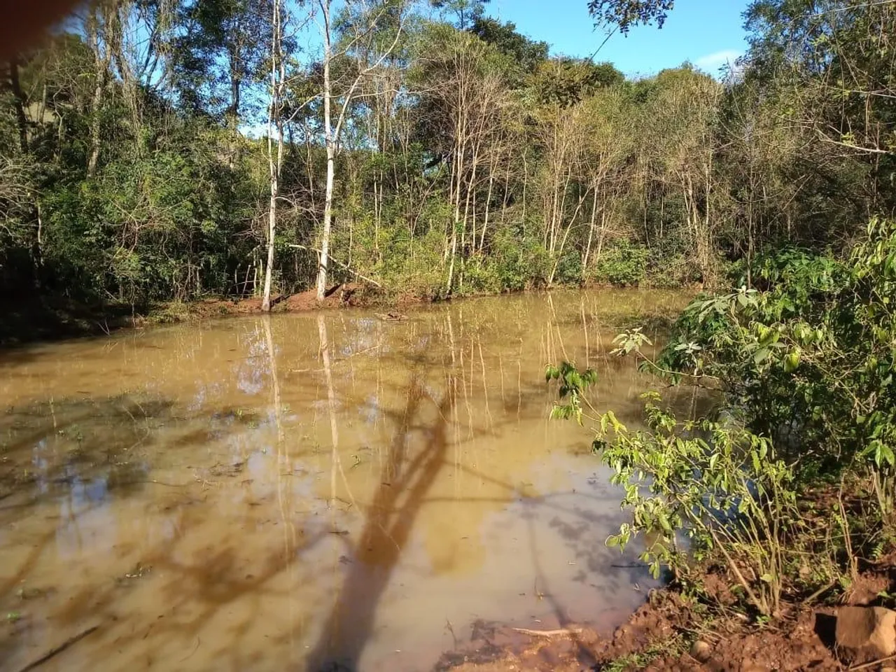 Área de terra com eucaliptos
