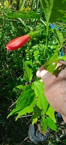 Mudas de hibisco, direto do produtor - Foto 4