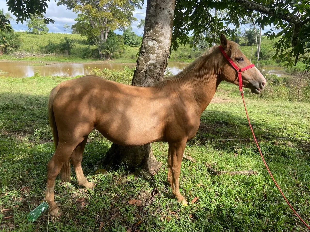 Cavalos no Acre, AC