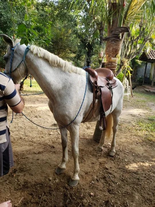 Cavalo bom de montar - Foto 2