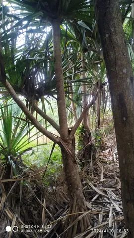 Mudas de palmeria  - Foto 6