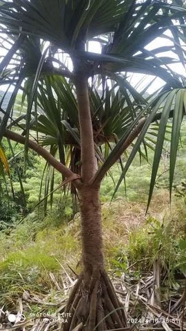 Mudas de palmeria  - Foto 5