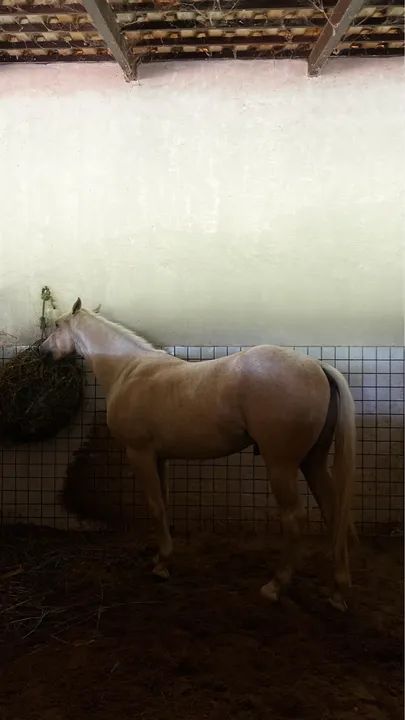 Cavalo macho PURO e REGISTRADO - Foto 4