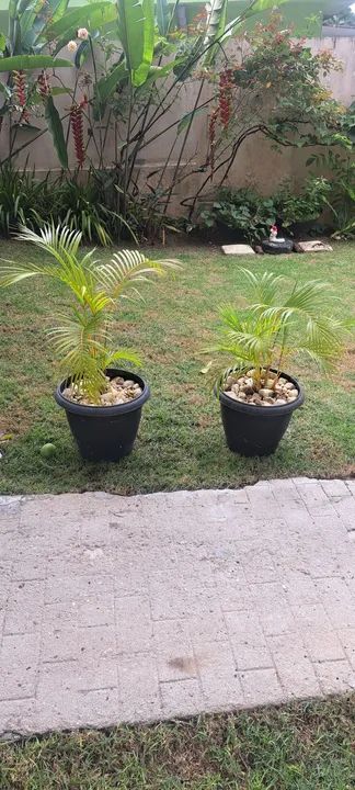 2 Vasos de Planta com Pedras Decorativas