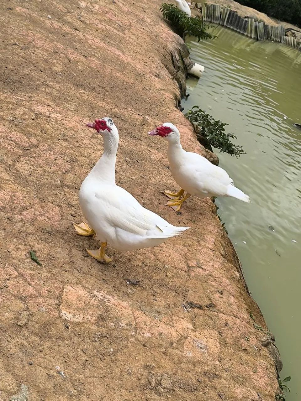 Patos  - Foto 2