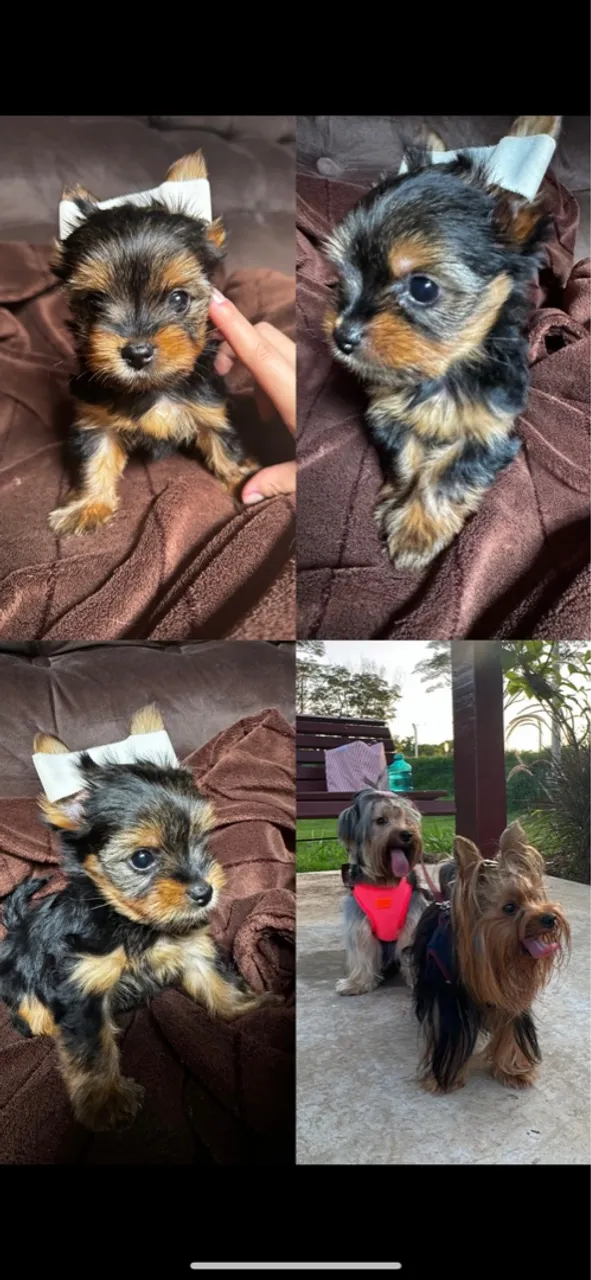 Filhotes de Yorkshire Terrier disponíveis
