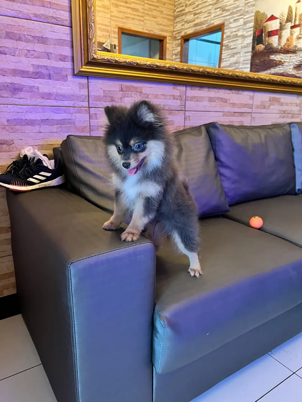 Filhote de Spitz Alemão