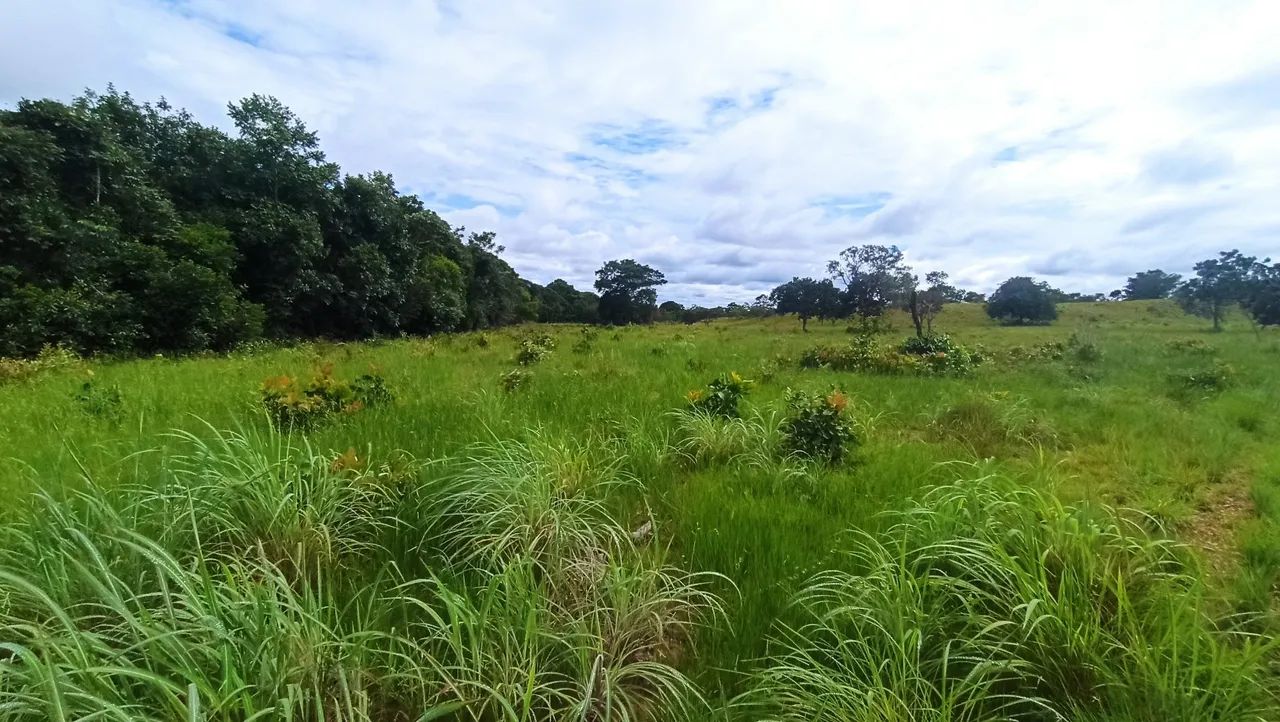 fazenda escriturada GEO E CAR terra cultura em 2 Irmãos TO com 310 hectares - Foto 2