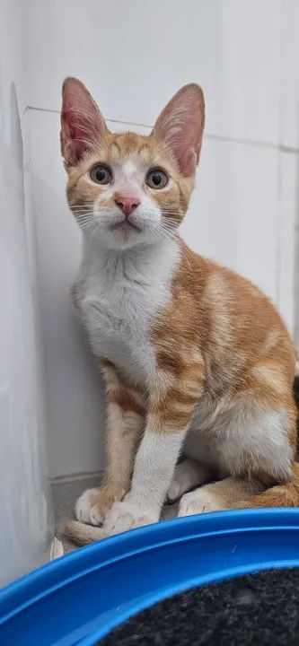 Gatos para adoção  - Foto 2