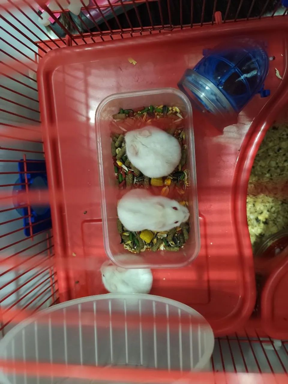 Hamsters fofinhos a venda  - Foto 2