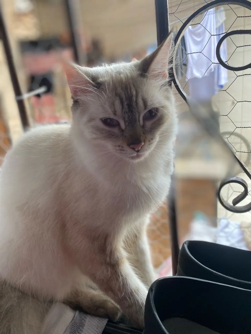 doa-se 2 gatinhos. - Foto 3