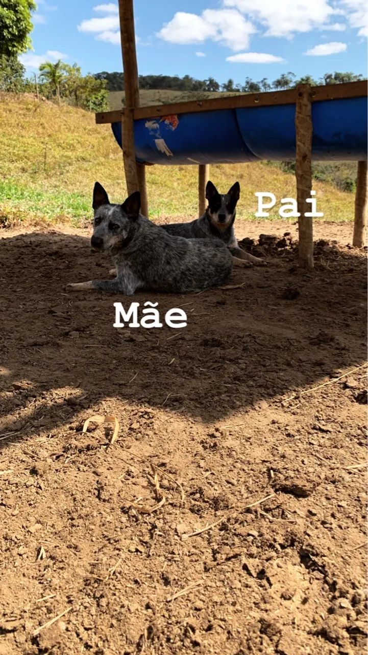 Filhotes de Blue heeler disponível para venda! - Foto 4