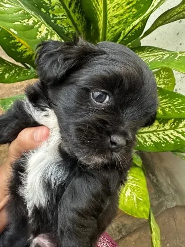 Filhote de Shih Tzu com poodle zap (85)99990.2592