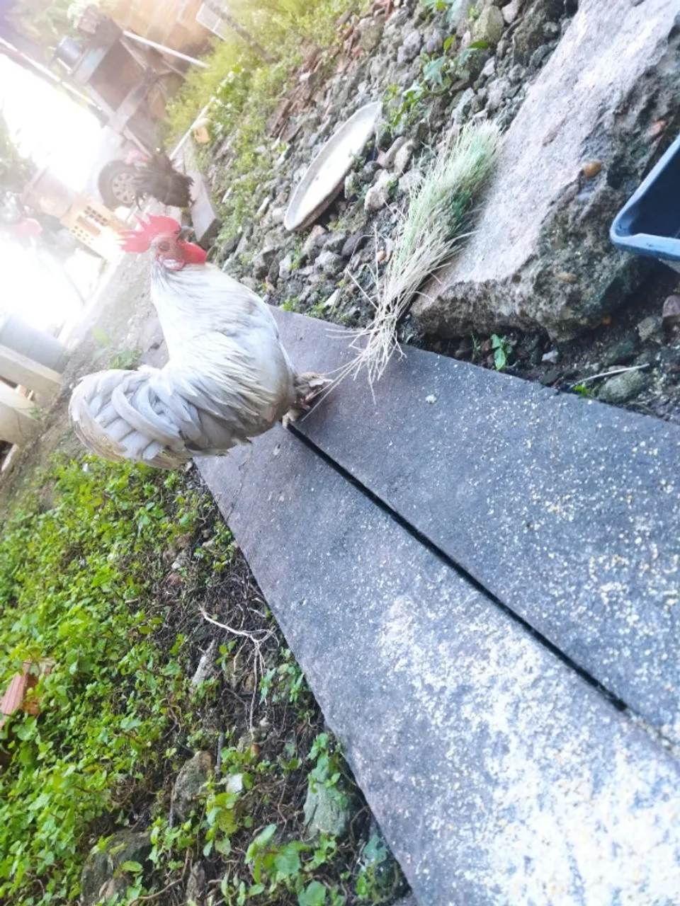 Galo ornamental