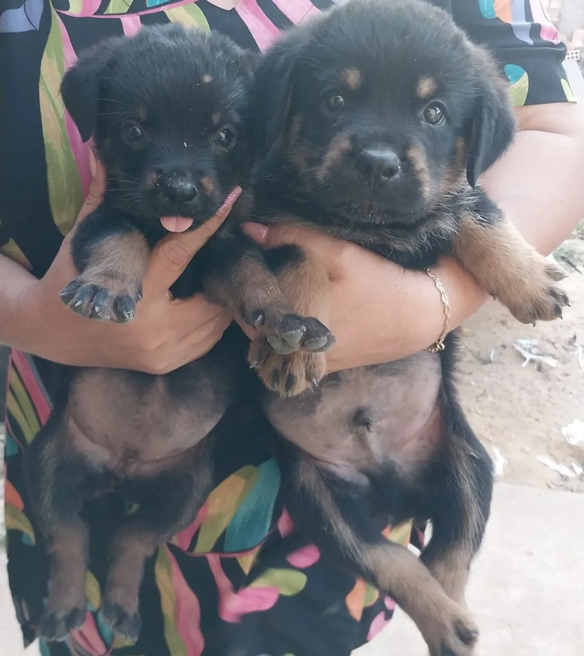 Filhotes de Rottweiler puros para adoção