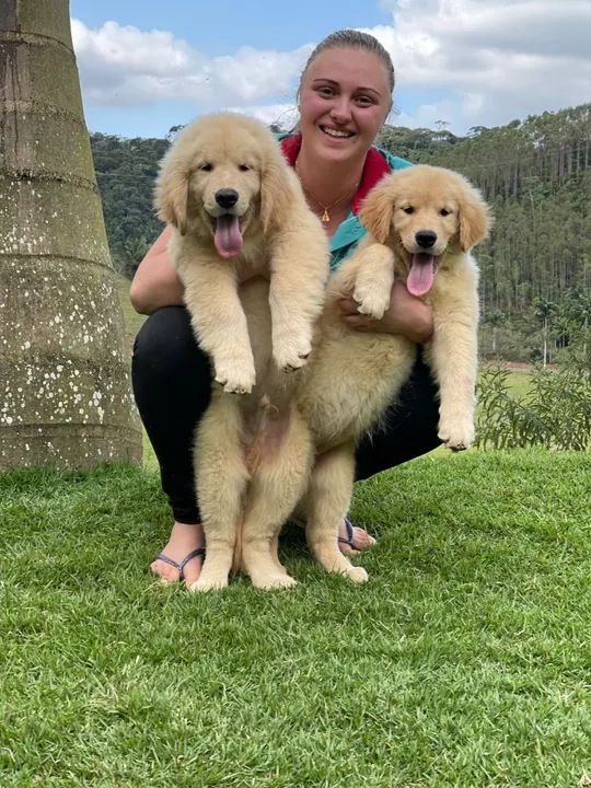 Golden Retriever Filhote - Foto 4
