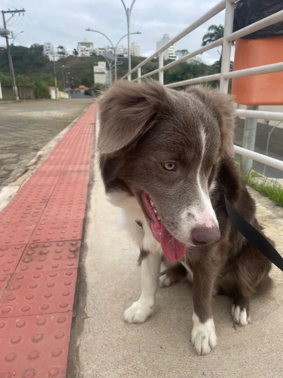 Vendo filhote macho de Border Colie c/ Pedigree