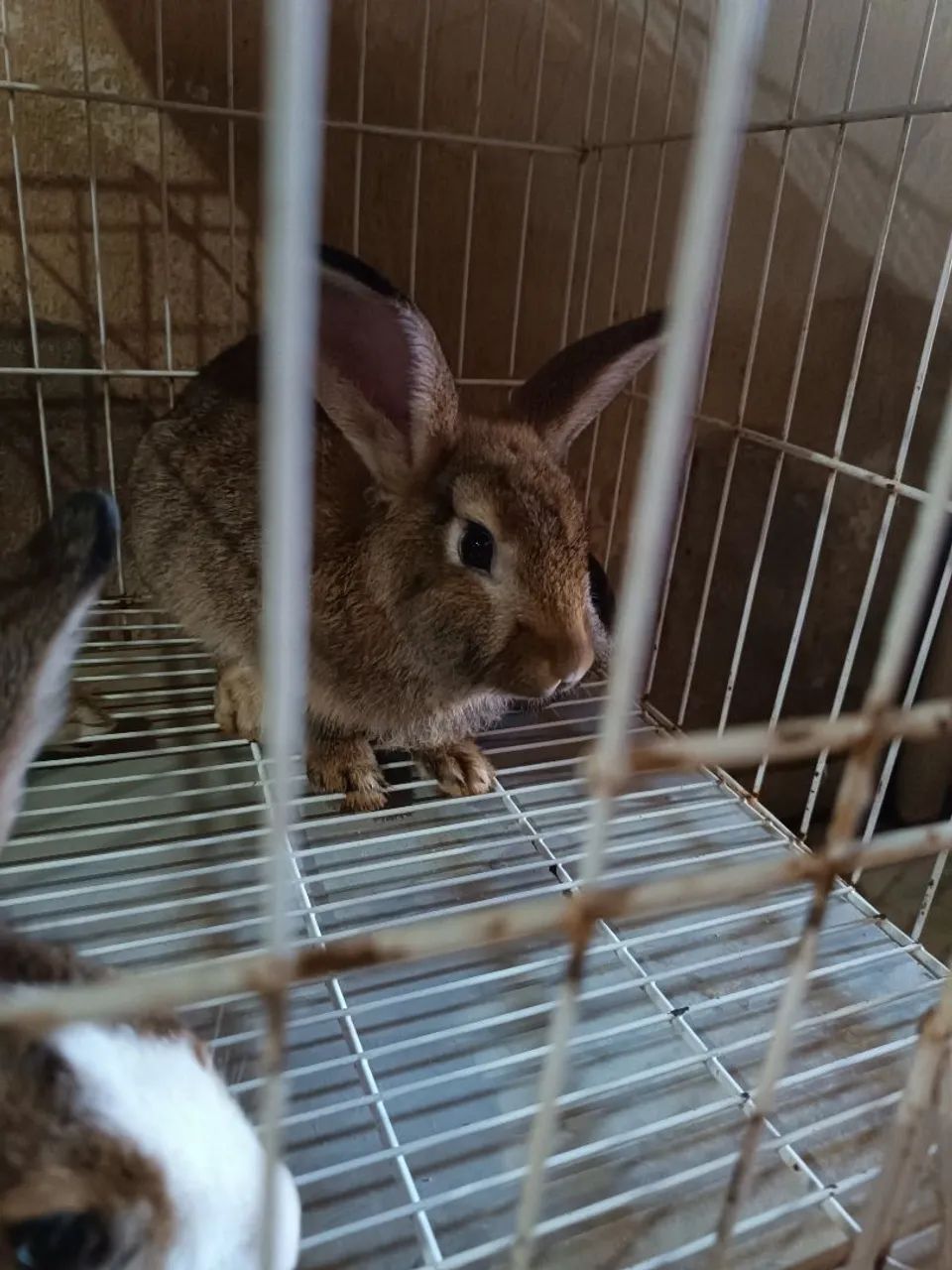 Lindos coelhos  - Foto 3