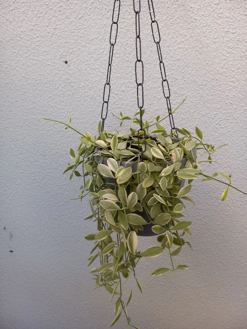 No precinho  - Foto 6